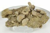 Miniature Fossil Cluster (Ammonites, Brachiopods) - France #237050-1